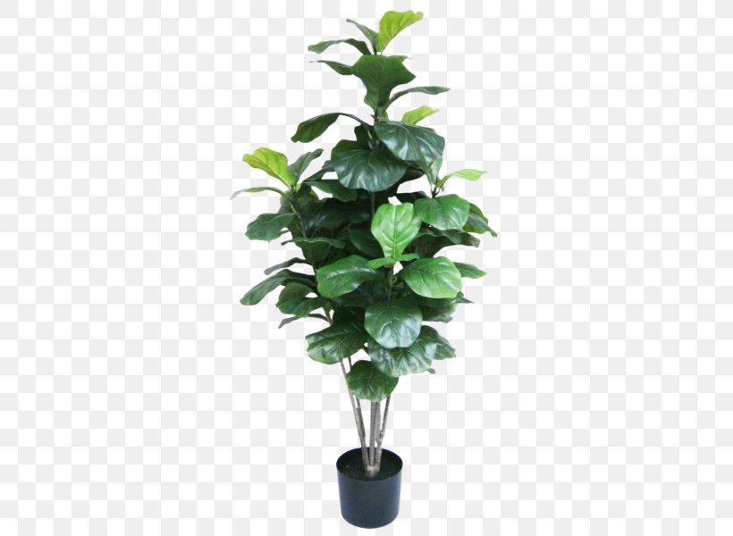 Houseplant Monstera Ornamental Plant Flowerpot, PNG, 800x600px, Houseplant, Arecaceae, Branch, Fig Trees, Flowerpot Download Free