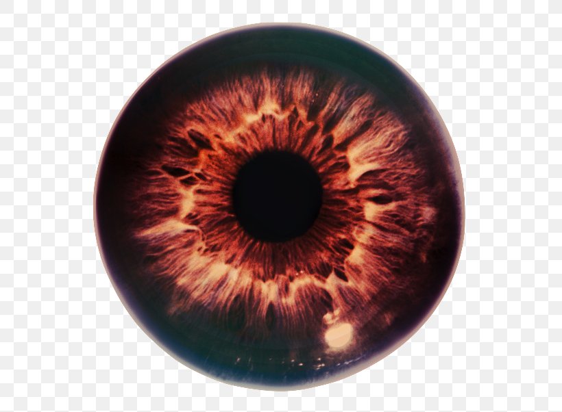 Iris Eye The Pupil Optic Nerve, PNG, 600x602px, Watercolor, Cartoon, Flower, Frame, Heart Download Free