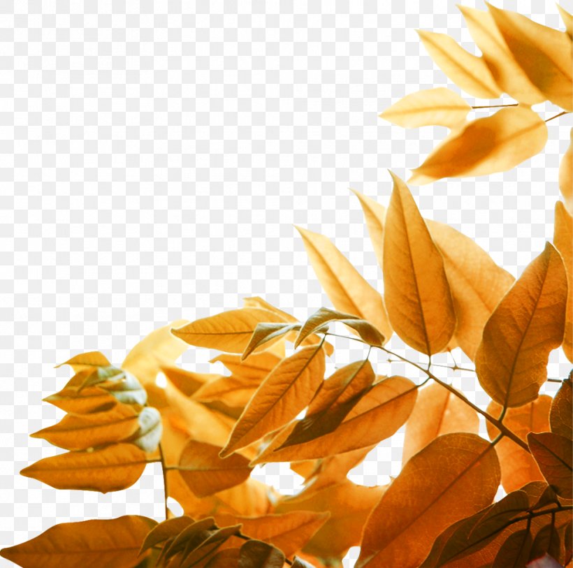 Leaf Yellow Autumn Wallpaper, PNG, 989x981px, Leaf, Art, Autumn, Computer, Orange Download Free