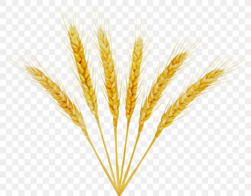 Barley Emmer Einkorn Wheat Cereal Germ, PNG, 3000x2343px, Barley, Cereal, Cereal Germ, Einkorn Wheat, Emmer Download Free
