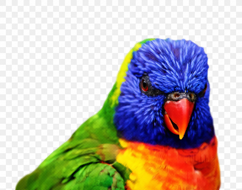 Bird, PNG, 1822x1434px, Bird, Beak, Budgie, Feather, Lorikeet Download Free