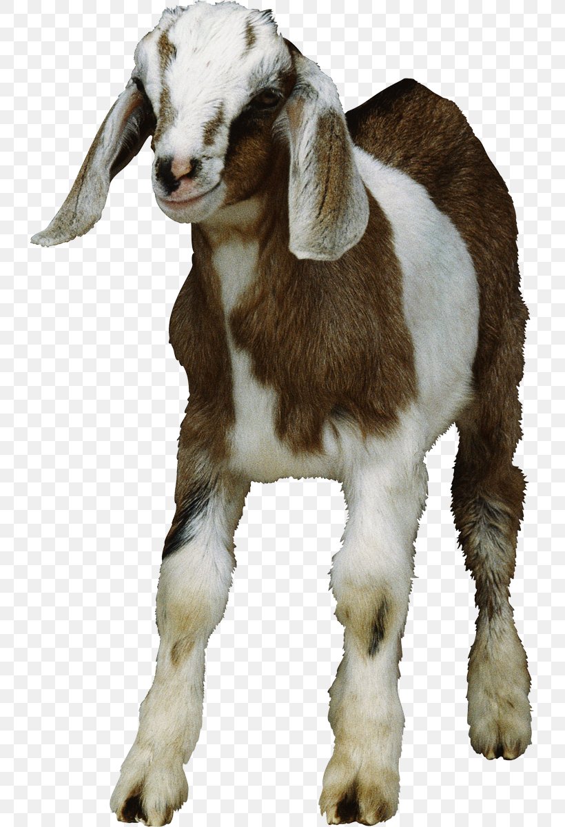 Goat Clip Art, PNG, 731x1200px, Goat, Animal, Cow Goat Family, Fur, Goat Antelope Download Free