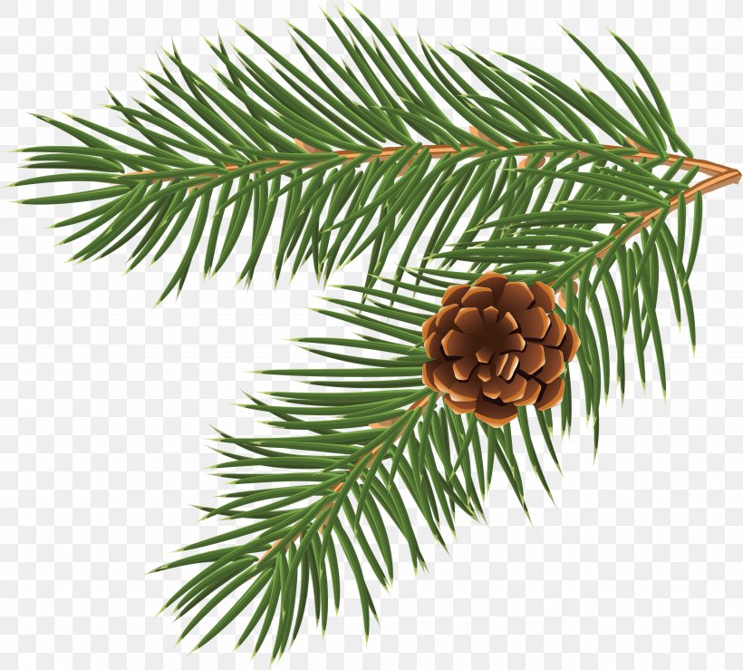 Pinus Taeda Conifer Cone Branch Tree Clip Art, PNG, 3900x3515px, Christmas, Branch, Christmas And Holiday Season, Christmas Decoration, Christmas Ornament Download Free