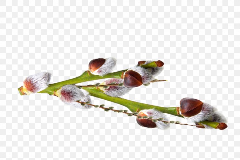 Salix Alba Palm Sunday Bud Tree Holiday, PNG, 1024x683px, Salix Alba, Bud, Daytime, Easter, Flower Download Free