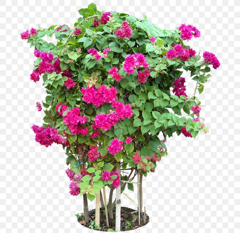 Bougainvillea Glabra Tree Flower Plant, PNG, 696x796px, Bougainvillea Glabra, Annual Plant, Bougainvillea, Clerodendrum Splendens, Cut Flowers Download Free