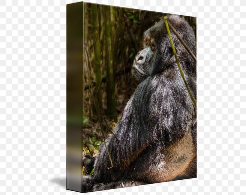 Common Chimpanzee Western Gorilla Orangutan Fur Terrestrial Animal, PNG, 505x650px, Common Chimpanzee, Animal, Chimpanzee, Fauna, Fur Download Free
