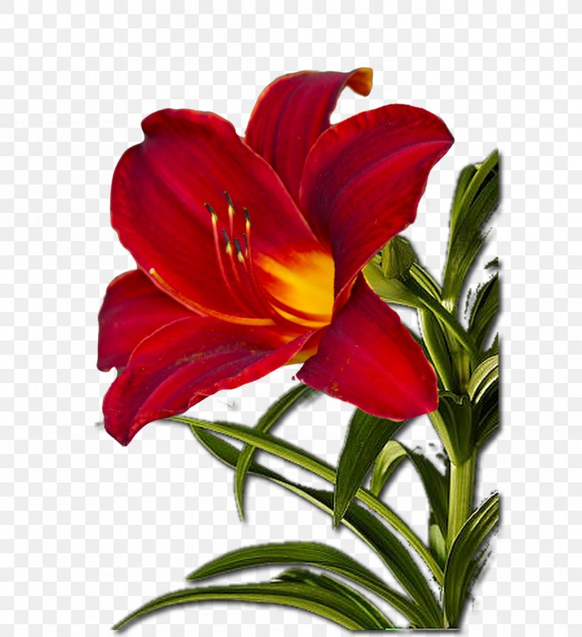 Cut Flowers Plant Stem Petal, PNG, 1165x1276px, Watercolor, Cartoon, Flower, Frame, Heart Download Free