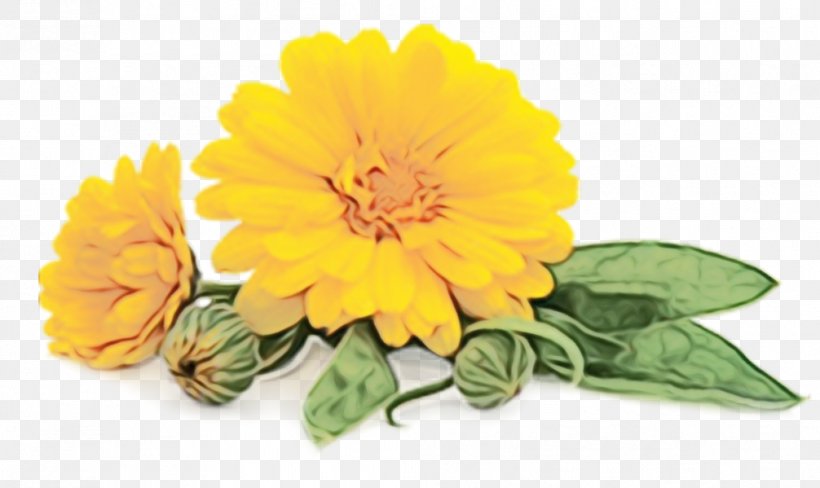 Flower English Marigold Yellow Plant Flowering Plant, PNG, 1006x599px, Watercolor, Calendula, Cut Flowers, English Marigold, Flower Download Free