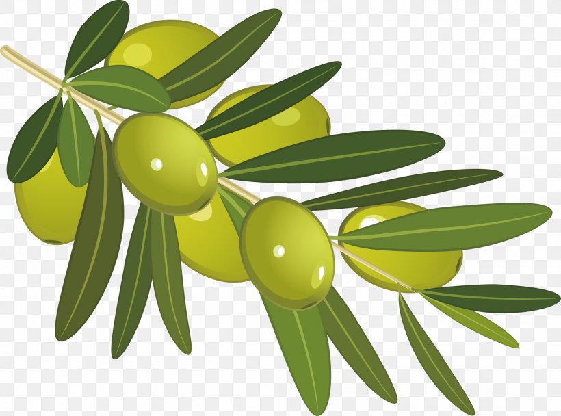 Olive Stock Photography Clip Art, PNG, 2013x1495px, Olive, Branch, Drawing, Flowering Plant, Food Download Free