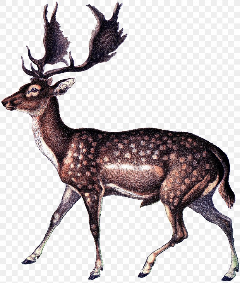Reindeer Antique White-tailed Deer Elk, PNG, 1529x1800px, Reindeer, Animal, Antique, Antler, Craft Download Free