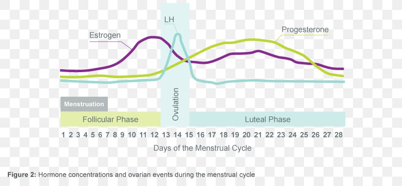 The Menstrual Cycle Menstruation Luteal Phase, PNG, 790x379px, Menstrual Cycle, Amenorrhea, Brand, Corpus Luteum, Diagram Download Free