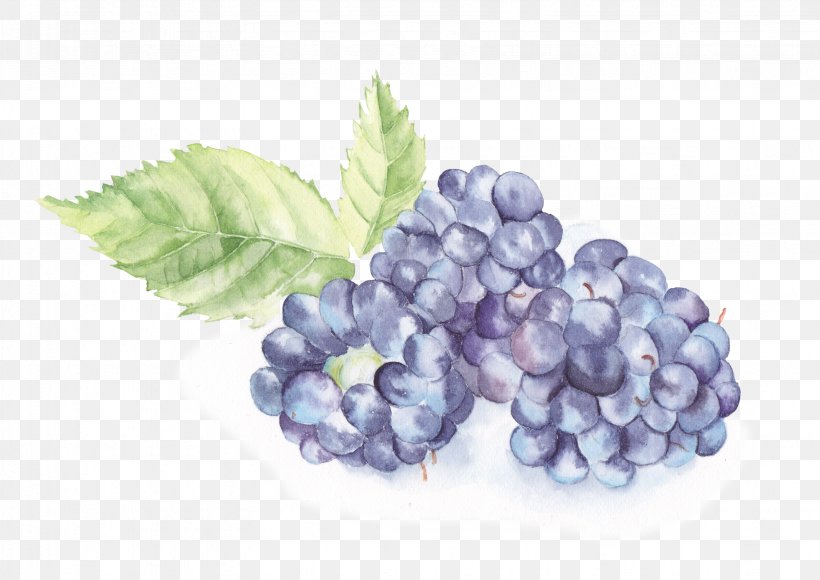 Watercolor Painting Download Illustration, PNG, 3291x2328px, Iphone, Berry, Bilberry, Blackberry, Blueberry Download Free