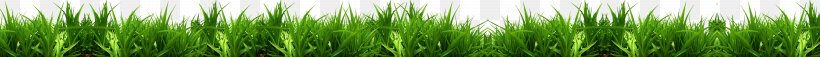Green Grasses Leaf Plant Stem Family, PNG, 4252x297px, Green, Family, Grass, Grass Family, Grasses Download Free