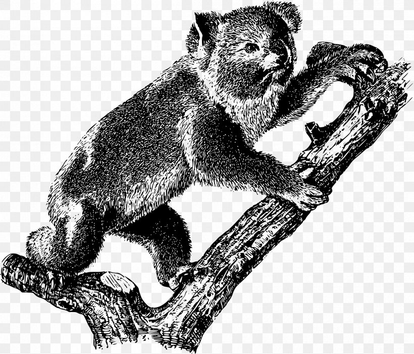 Koala Bear Australia Clip Art, PNG, 2400x2052px, Koala, Australia, Bear, Black And White, Canidae Download Free