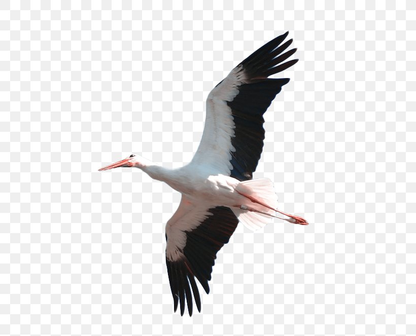 Crane White Feather, PNG, 710x663px, Crane, Beak, Bird, Black And White, Ciconiiformes Download Free