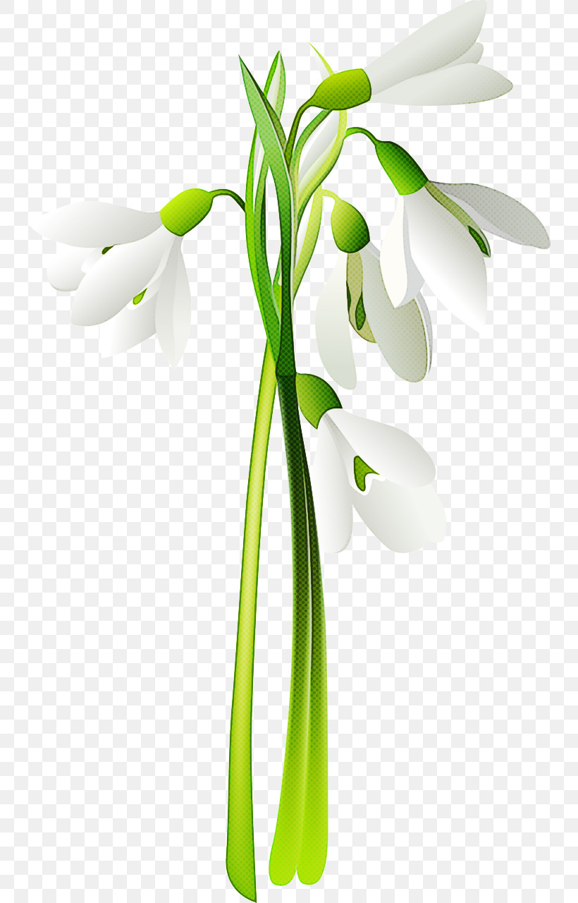 Flower Snowdrop Plant Galanthus Plant Stem, PNG, 742x1280px, Flower, Cut Flowers, Galanthus, Pedicel, Petal Download Free