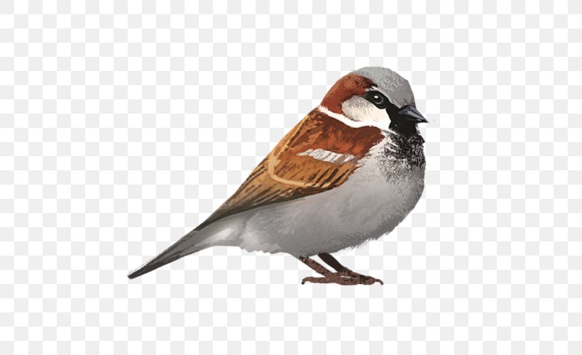 House Sparrow Lovebird Cockatiel, PNG, 500x500px, Sparrow, American Sparrows, Artstation, Beak, Bird Download Free