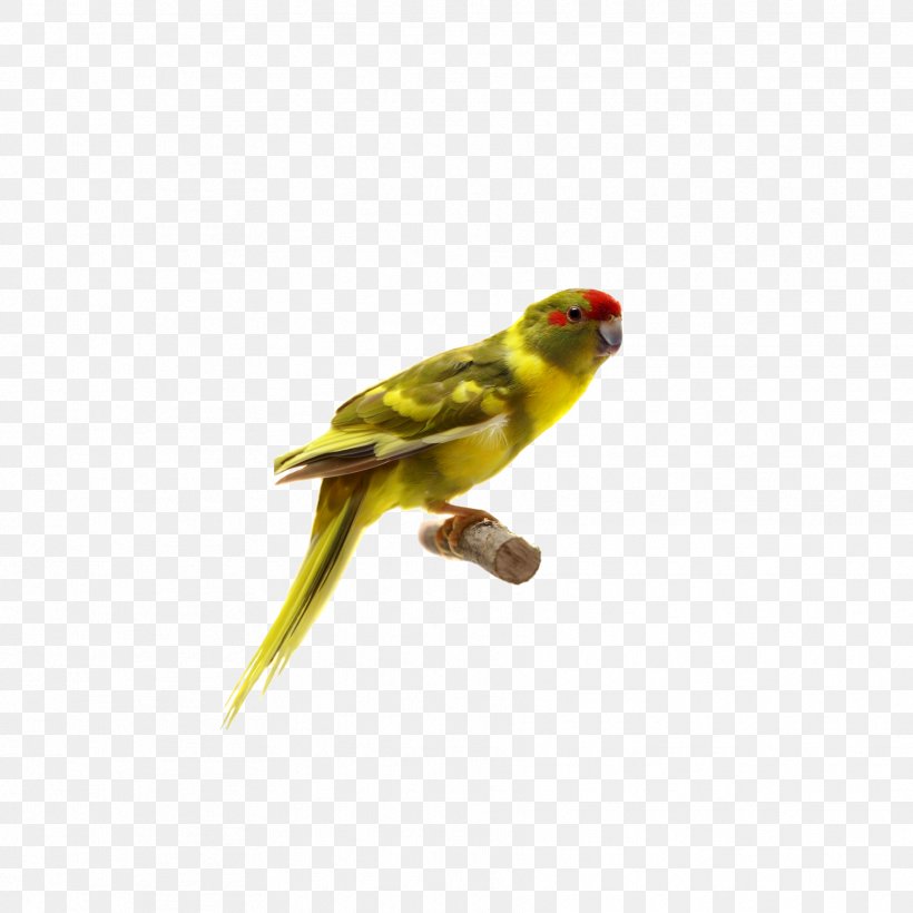 Lovebird Parrot Parakeet, PNG, 1772x1772px, Bird, Beak, Bird Flight, Common Pet Parakeet, Crested Myna Download Free