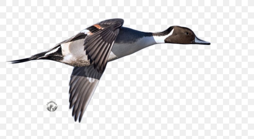 Mallard Duck Goose, PNG, 800x450px, Mallard, Advertising, Beak, Bird, Duck Download Free