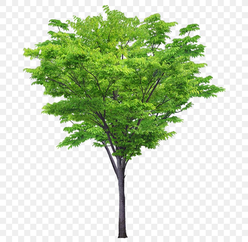 Tree Cercis Siliquastrum Rendering Architecture, PNG, 690x800px, 3d Computer Graphics, Tree, Architectural Rendering, Architecture, Branch Download Free