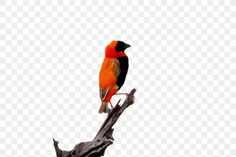 Watercolor Animal, PNG, 2448x1632px, Watercolor, Animal, Beak, Beeeater, Bird Download Free