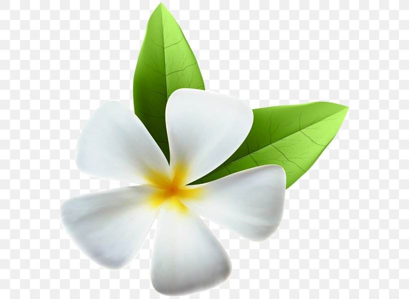 White Flower, PNG, 589x600px, Flower, Color, Flowering Plant, Petal, Plant Download Free