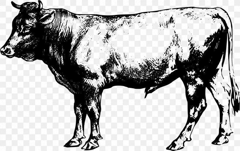 Angus Cattle Beef Cattle Clip Art, PNG, 2400x1515px, Angus Cattle, Beef Cattle, Black And White, Bull, Cartoon Download Free