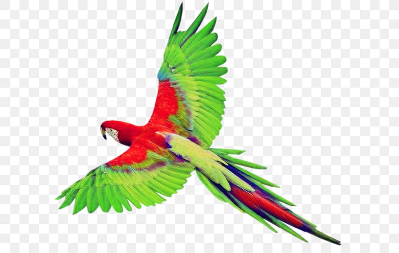 Bird True Parrot Clip Art, PNG, 600x520px, Bird, Beak, Budgerigar, Common Pet Parakeet, Document Download Free