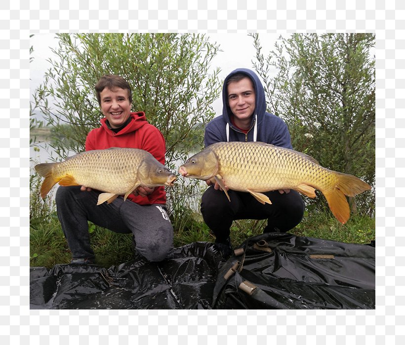 Fish Pond Carp Fisherman Rudd, PNG, 700x700px, Fish Pond, Carp, Common Rudd, Fish, Fisherman Download Free