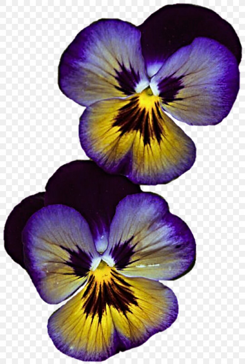 Pansy Violet Flower Lilac Red, PNG, 1024x1523px, Pansy, Blue, Flower, Flowering Plant, Lilac Download Free