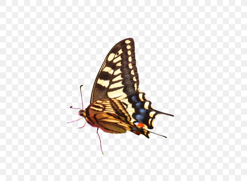 Butterfly, PNG, 600x600px, Butterfly, Arthropod, Brush Footed Butterfly, Color, Description Download Free