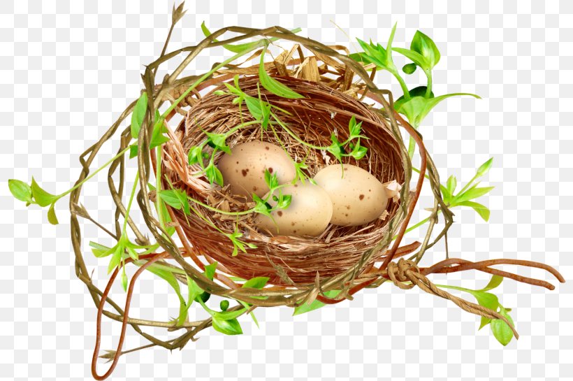 Egg Cartoon, PNG, 800x545px, Bird Nest, Bird, Bird Egg, Chicken Egg, Egg Download Free