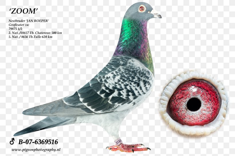 Homing Pigeon Racing Homer Pigeon Racing Pigeon Keeping Columbinae, PNG, 820x547px, Homing Pigeon, Beak, Bird, Columbidae, Columbinae Download Free