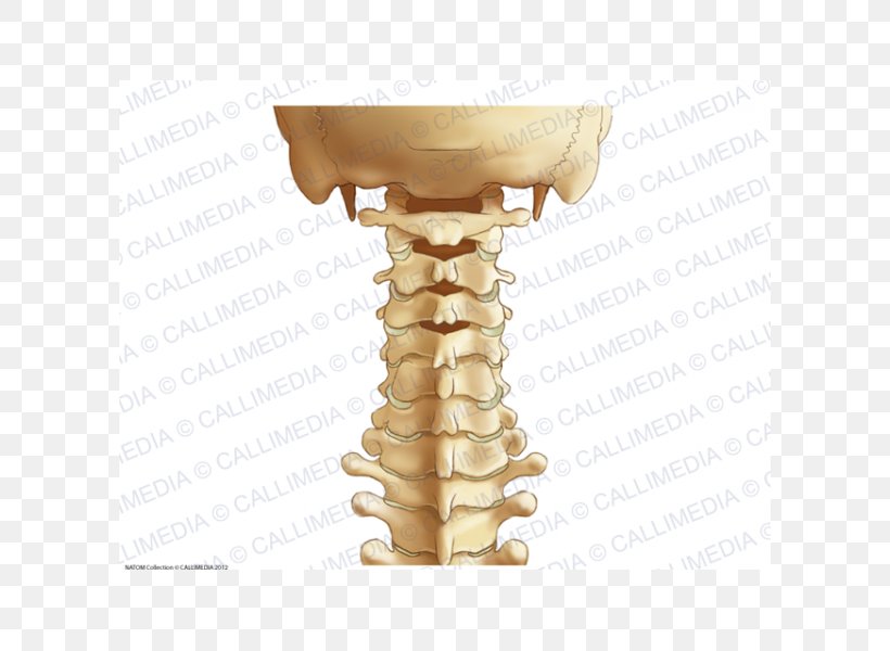 The Cervical Spine Cervical Vertebrae Vertebral Column Ligament Anatomy, PNG, 600x600px, Cervical Vertebrae, Alar Ligament, Anatomy, Bone, Cervical Spine Disorder Download Free
