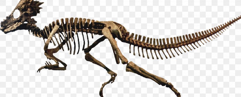 Velociraptor Dinosaur Skeleton Invertebrate Terrestrial Animal, PNG, 2089x847px, Velociraptor, Animal, Animal Figure, Carnivora, Carnivoran Download Free