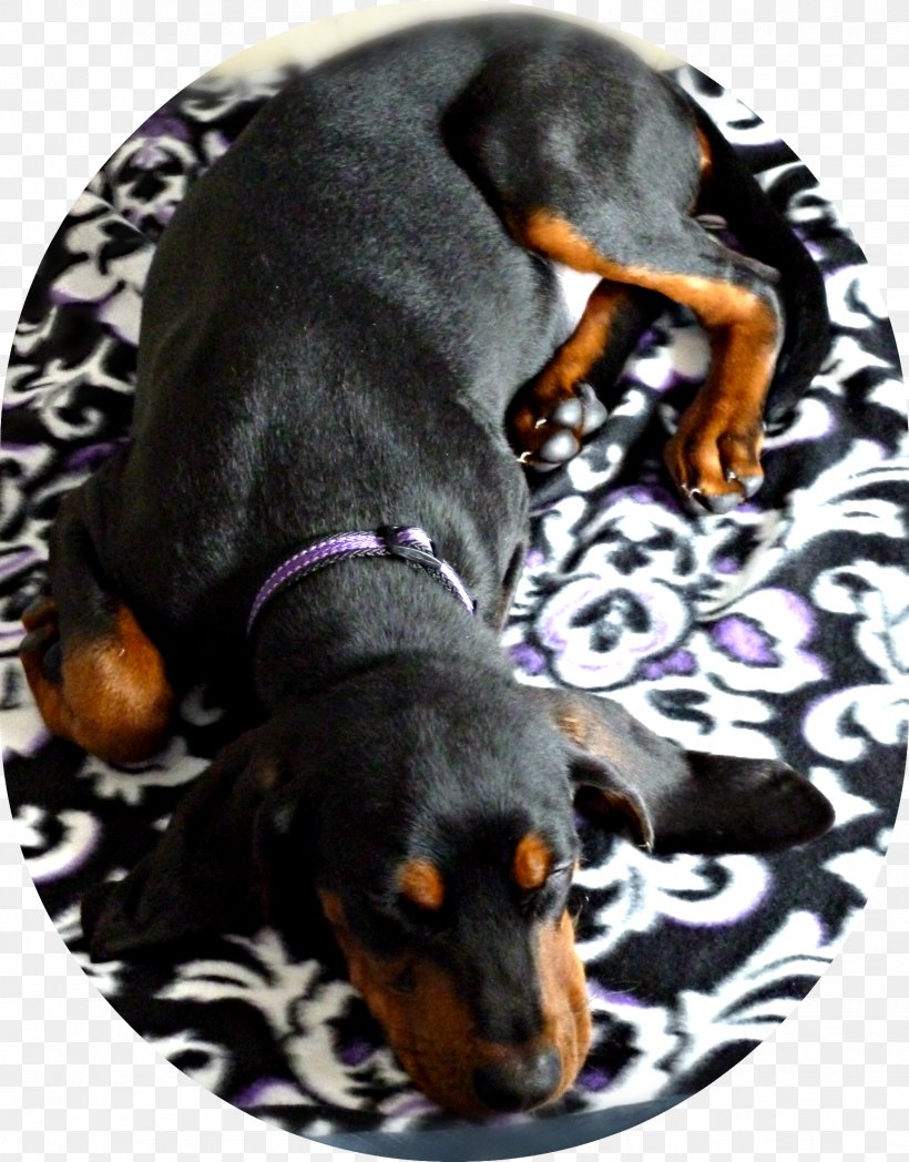 Black And Tan Coonhound Austrian Black And Tan Hound Puppy Manchester Terrier Dachshund, PNG, 1735x2219px, Black And Tan Coonhound, American English Coonhound, Austrian Black And Tan Hound, Carnivoran, Coonhound Download Free