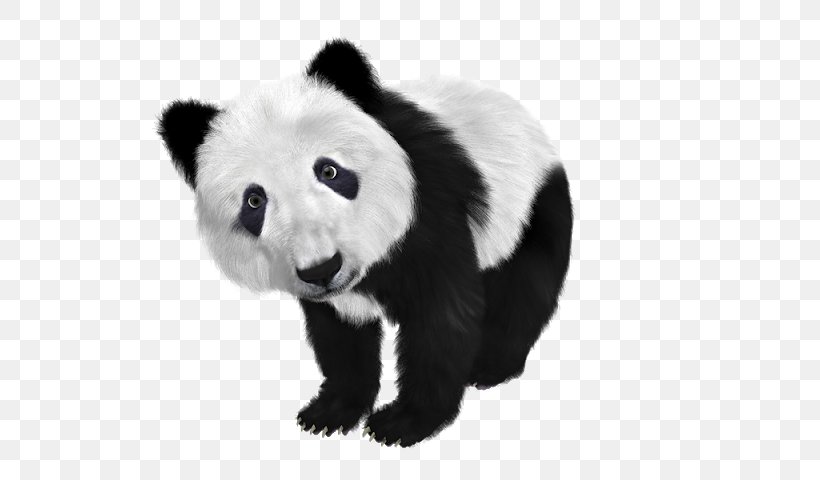 Giant Panda Koala Clip Art Red Panda, PNG, 640x480px, Giant Panda, Bear, Black And White, Carnivoran, Cuteness Download Free