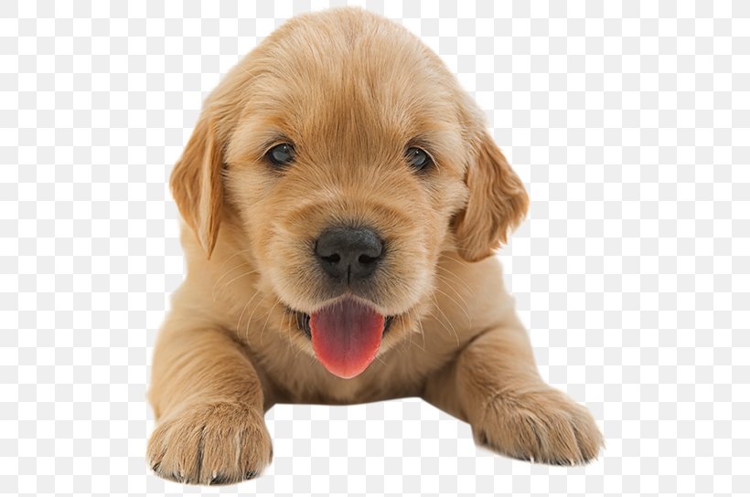 Golden Retriever Puppy Residential Heating And Air Conditioning HVAC Dog Breed, PNG, 519x544px, Golden Retriever, Air Conditioning, Berogailu, Carnivoran, Central Heating Download Free