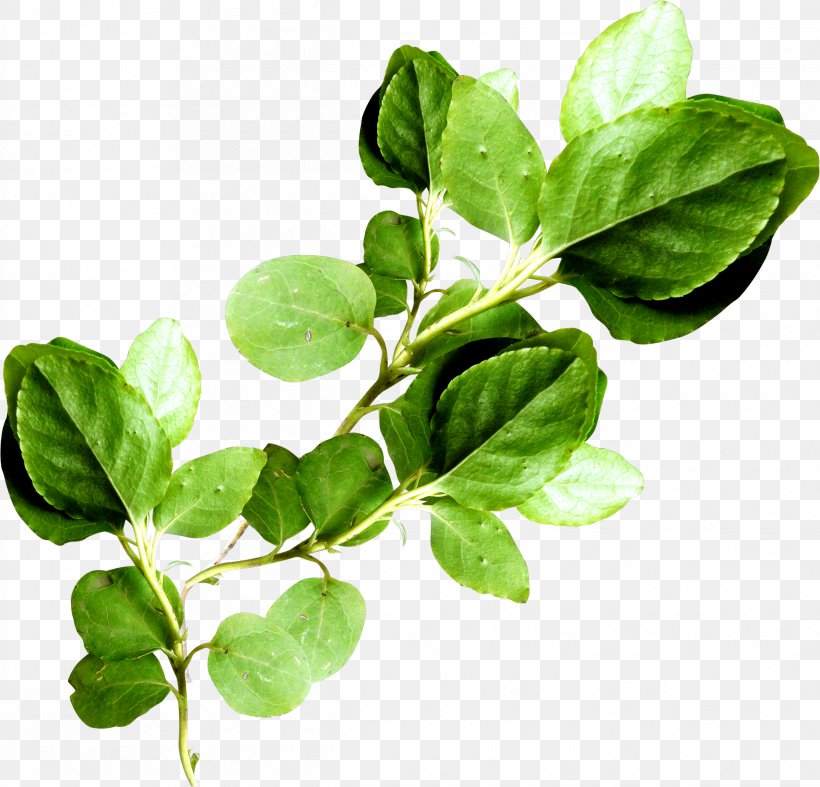 Leaf Vegetable Branch Plant Stem Clip Art, PNG, 2435x2339px, Leaf, Basil, Birch, Branch, Cloud Download Free