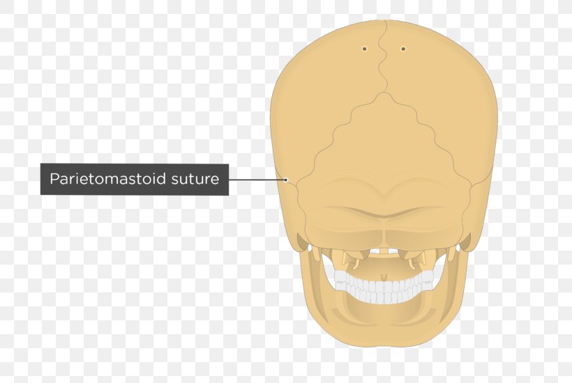 Skull Nuchal Lines Occipitomastoid Suture Nuchal Ligament Sphenoid Bone, PNG, 745x550px, Skull, Anatomy, Bone, Ear, Face Download Free