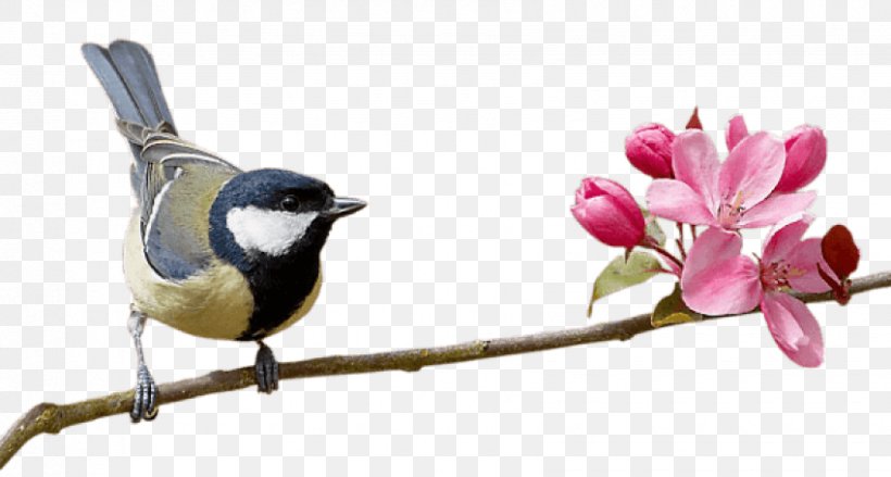 Bird Parrot Clip Art Image, PNG, 850x456px, Bird, Beak, Blossom, Branch, Chickadee Download Free