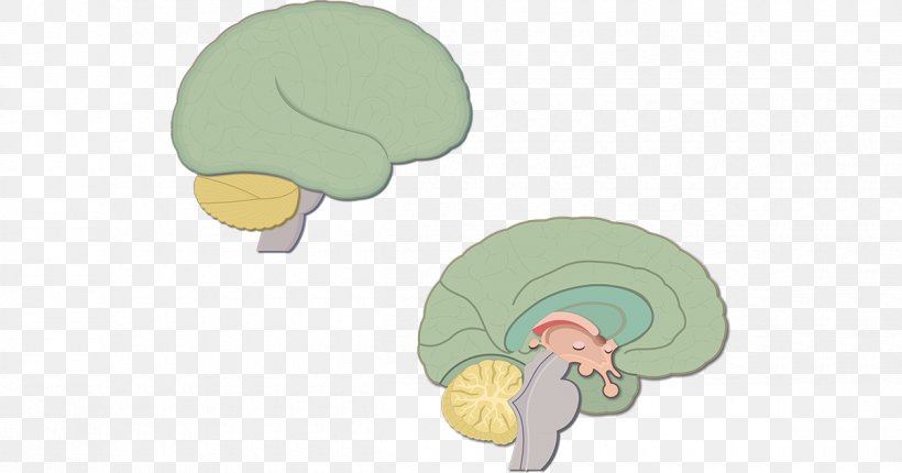 Human Brain Diencephalon Anatomy Cerebrum, PNG, 1200x630px, Watercolor, Cartoon, Flower, Frame, Heart Download Free