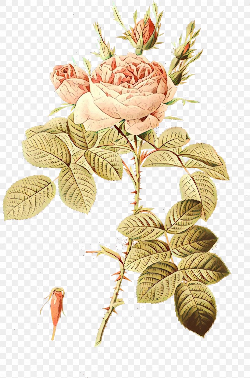 Rose, PNG, 1534x2324px, Cartoon, Cut Flowers, Flower, Flowering Plant, Leaf Download Free