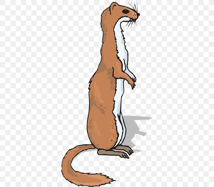 Ferret Skunk Coloring Book Pet Clip Art, PNG, 360x720px, Ferret, Animal, Beak, Blackfooted Ferret, Carnivoran Download Free
