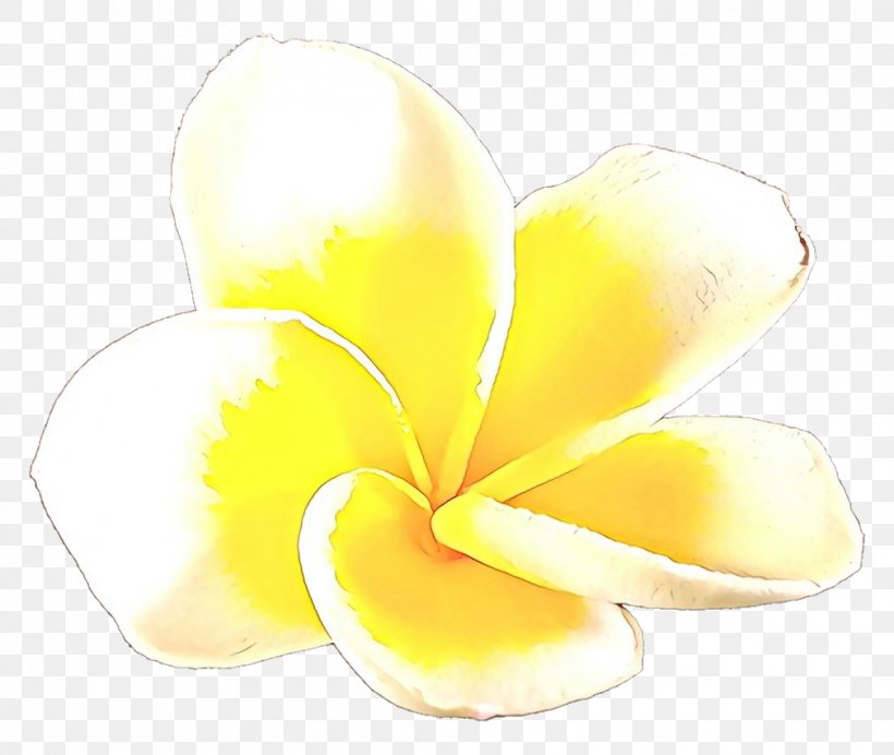 Frangipani Yellow Petal Flower Plant, PNG, 1010x853px, Cartoon, Flower, Frangipani, Petal, Plant Download Free