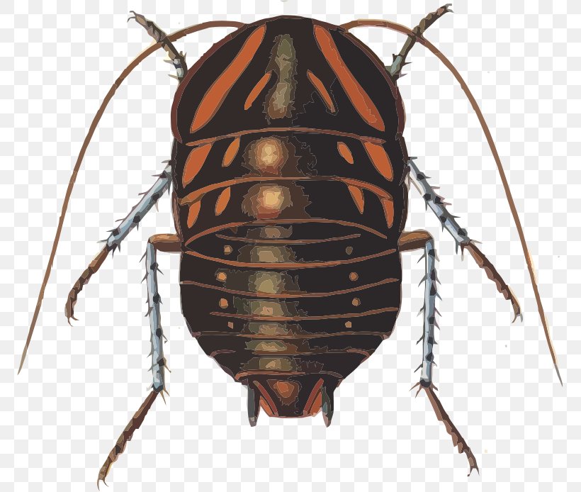 Giant Cockroaches Beetle Polyzosteria Mitchelli, PNG, 771x694px, Cockroach, Arthropod, Beetle, Blattidae, Blattodea Download Free