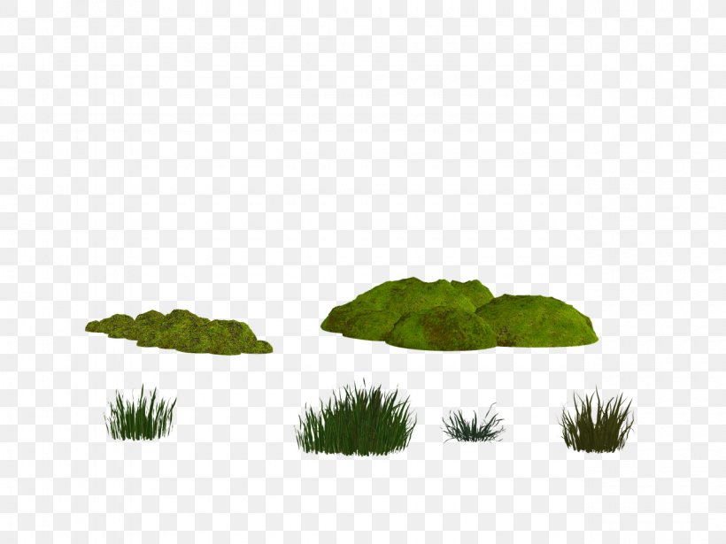 Moss YouTube, PNG, 1280x960px, Moss, Bryophyte, Comedy, Grass, Grass Family Download Free