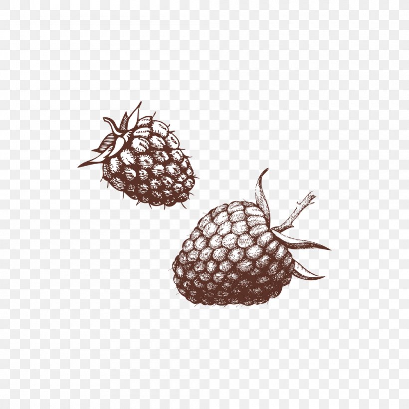 Raspberry Fruit Pattern, PNG, 1000x1000px, Raspberry, Fruit Download Free