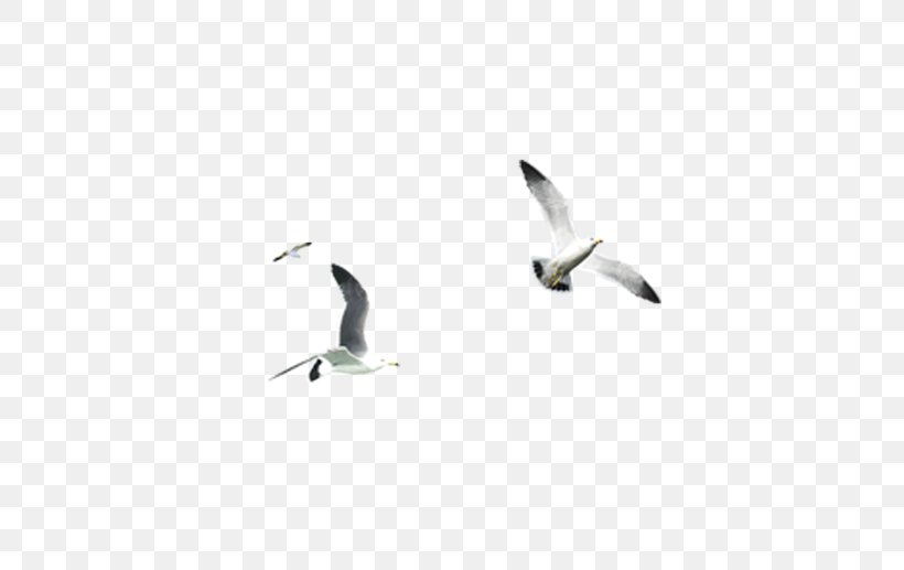 Water Bird Beak Font, PNG, 650x517px, Bird, Beak, Summer, Water Bird Download Free