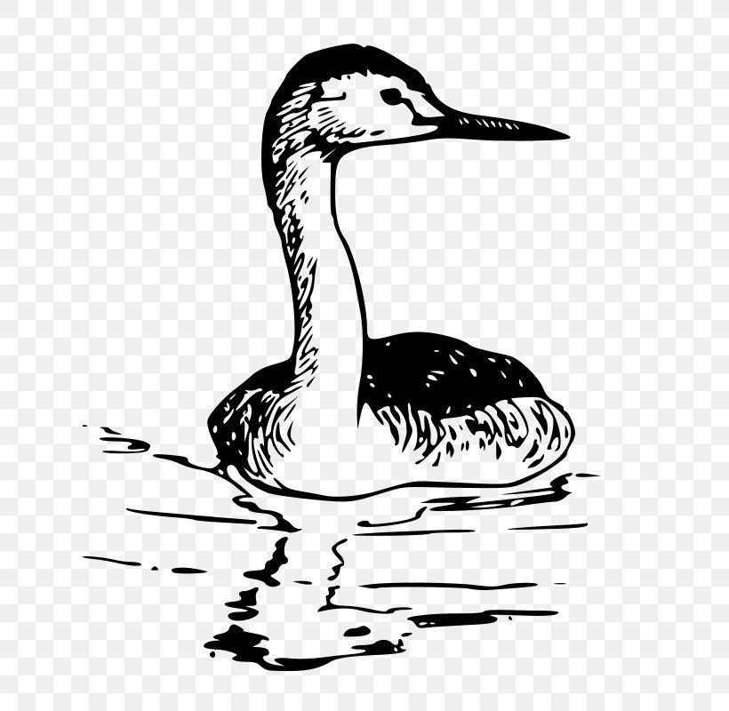 Bird Western Grebe Clip Art, PNG, 730x800px, Bird, Beak, Bird Nest, Black And White, Drawing Download Free